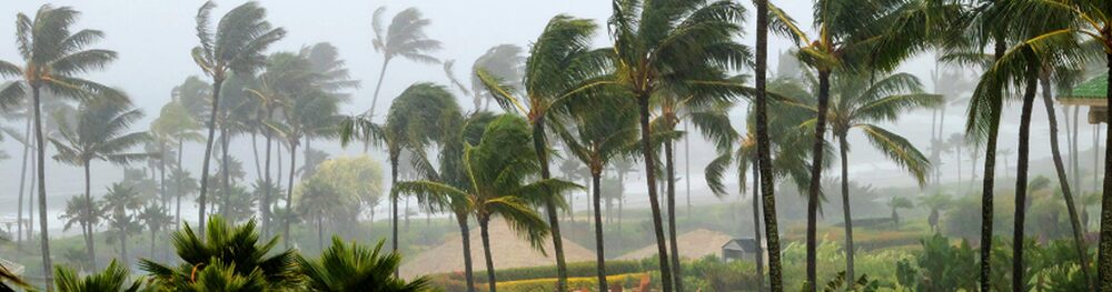 Palm trees in hurricane winds.