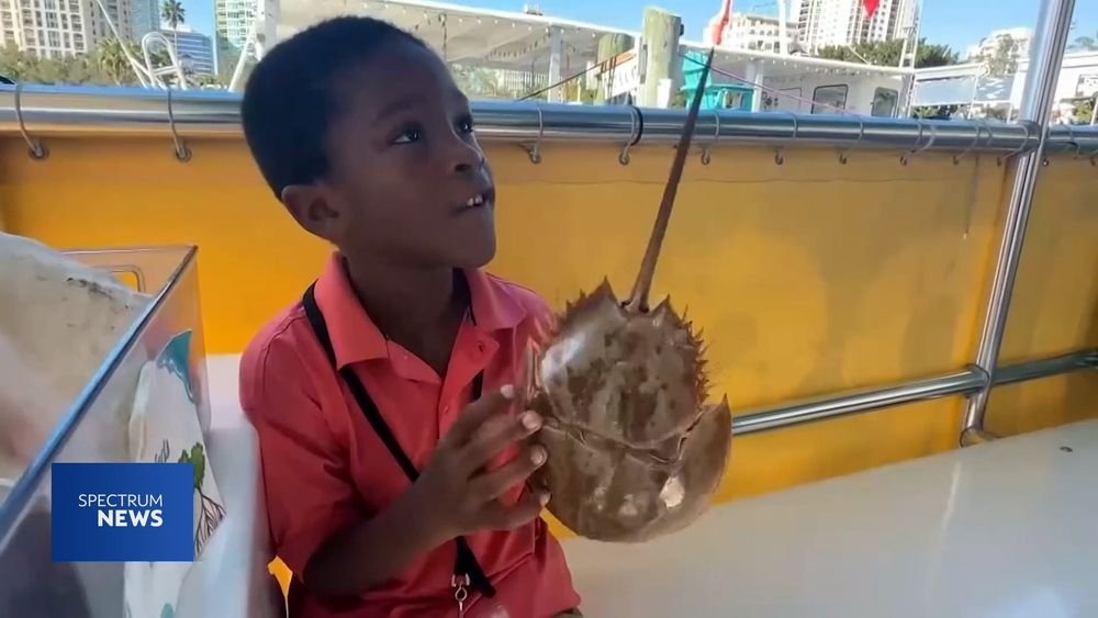 Child on a boat holding a horseshoe crab.