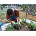 Woman gardening.