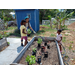  Lisa Pineda, President of the Sustainable Urban Agriculture Coalition (SUAC), teaching kids how to plant. 