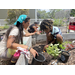  Lisa Pineda, president of the Sustainable Urban Agriculture Coalition, teaching kids how to plant. 