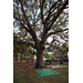 A tree in Jordan Park.