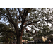 A Jordan Park tree being climbed by kids.