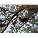 Kids climbing a tree.