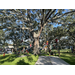 Kids rope climbing in Jordan Park.