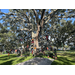 Kids rope climbing oak tree at Jordan Park Back to School Event 2023.