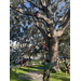 Kids rope climbing large oak tree at Jordan Park Back to School Event 2023.