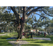 Group of kids rope climbing large oak tree at Jordan Park Back to School Event 2023.