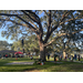 Kids rope climbing large oak tree at Jordan Park Back to School Event 2023.