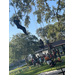 Kids rope climbing oak tree in Jordan Park on August 8th, 2023.