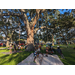 Kids rope climbing tree in Jordan Park on August 8th, 2023.