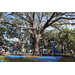 Children tree climbing with blue tarp on the ground at the Spring Family Picnic event in Jordan Park on March 26, 2024.
