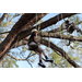 Child tree climbing wearing a white helmet at the Spring Family Picnic event in Jordan Park on March 26, 2024.