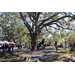 Pathfinder Outdoor Education tree climb experience at Spring Family Picnic in Jordan Park.