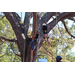 Children climbing tree at Spring Family Picnic in Jordan Park.