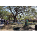 Tree climb experience and Great Explorations dinosaur mascot at Spring Family Picnic in Jordan Park.