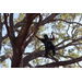Person climbing tree at Spring Family Picnic in Jordan Park.