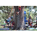  Children starting to climbing a tree at Back to School Event in Jordan Park 2025. 