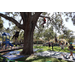  Children climbing a tree with playground in the background at Back to School Event in Jordan Park 2025. 