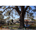  People participating in a tree climb activity at the Spring Family Picnic event in Jordan Park on March 10, 2026. 