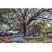  Crowd of people and youth and adults participating in a tree climb activity at the Spring Family Picnic event in Jordan Park 