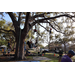  Youth and adults participating in a tree climb activity by Pathfinder Outdoor Education. 