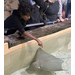  A student at a touch-tank on a field trip at The Florida Aquarium in Tampa. 